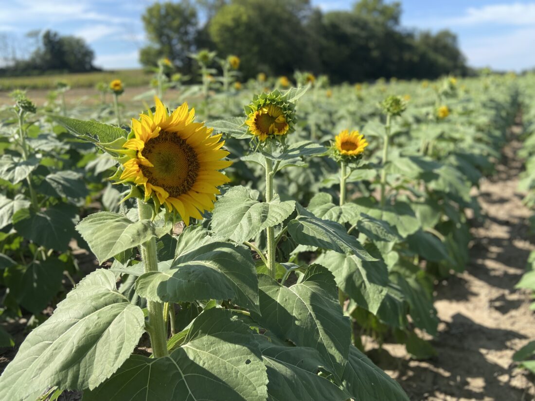 Coming up yellow again for Grinter Farms Tonganoxiearea sunflower
